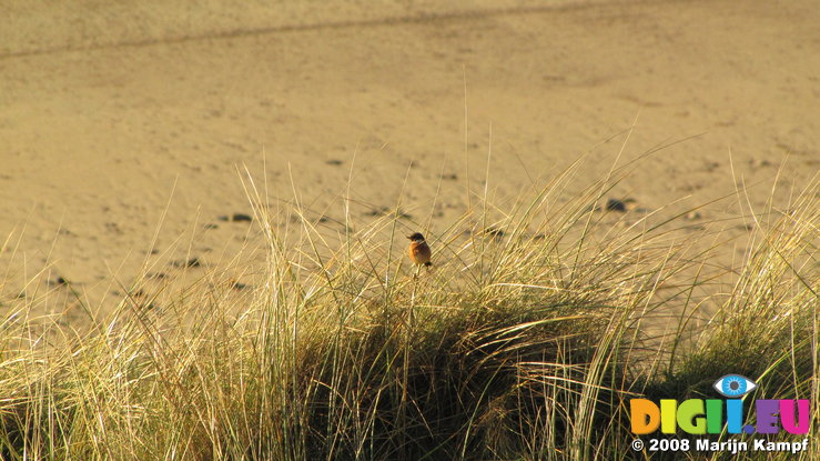 SX00652 Little birdie in dune grass [Hawfinch - Coccothraustes Coccothraustes]